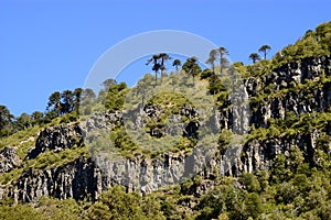 Araucaria tree