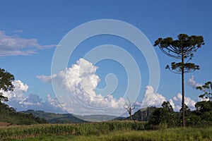 Araucaria tree Araucaria angustifolia Tamarana Brazil photo