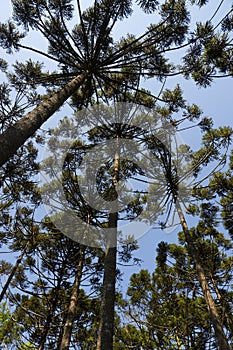 Araucaria tree Araucaria angustifolia