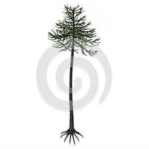 Araucaria Tree