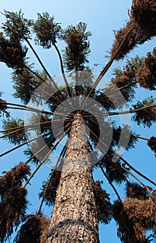 Araucaria tree