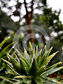 Araucaria tree in the early morning.