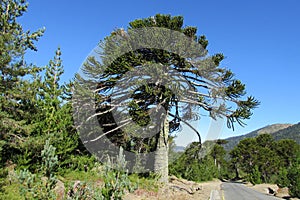 Araucaria tree near the road