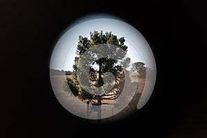 Araucaria tree with pinhole vignette