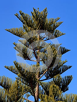 Araucaria tree photo