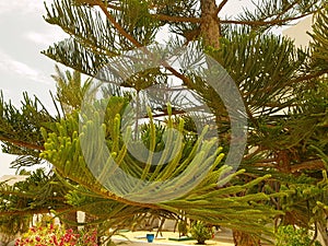 Araucaria tree Tunisia Djerba