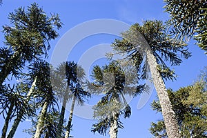 Araucaria trees