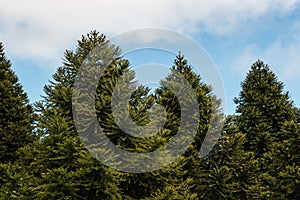 Araucaria trees growing