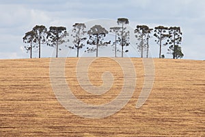 Araucaria trees on horizon of a field and clouds