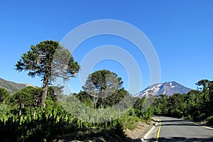 Araucaria trees near the road