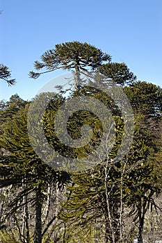 Araucaria trees photo