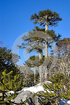 Araucaria trees photo