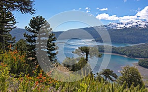 Araucarias against the background of the lake and mountains covered with snow