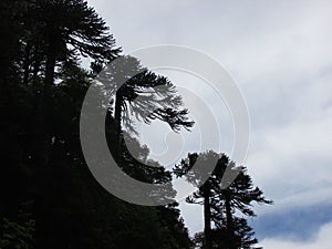 Araucarias en parque nacional Huerquehue, AraucanÃÂ­a, Chile photo