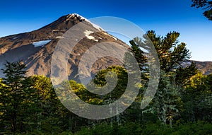 Araucarias Forest at the base o volcano Lanin