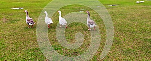 four geese in the flooded fields of parana photo