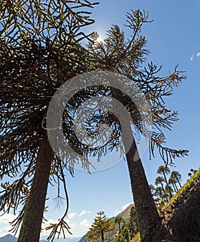 Araucarias in Malalcahuello Park, Chile