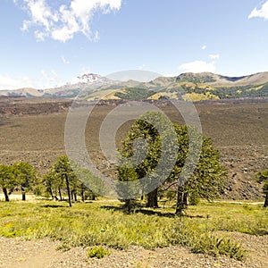 Araucarias in Malalcahuello Park, Chile