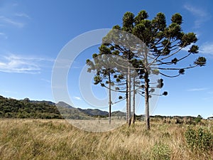 araucarias and the natural fields