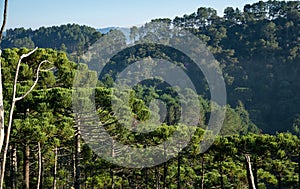 Araucarias in a rainforest at southeastern Brazil