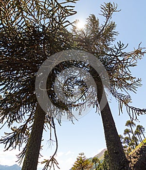 Araucarias tree in Malalcahuello Park, Chile