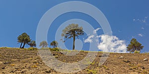 Araucarias tree in Malalcahuello Park, Chile