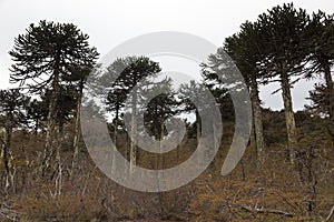 Araucarias Tree. Araucania regionl Chile