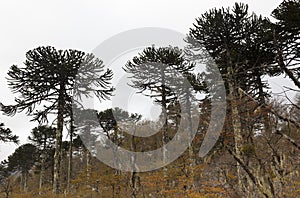 Araucarias Tree. Araucania regionl Chile