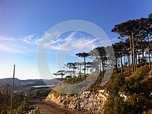 AraucÃÂ¡ria tree