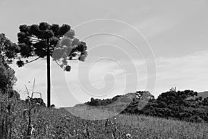 AraucÃÂ¡ria tree