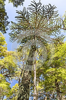 AraukÃ¡rie Araucaria araucana This particular kind of prymulas is endemic