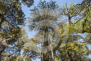 AraukÃ¡rie Araucaria araucana This particular kind of prymulas is endemic