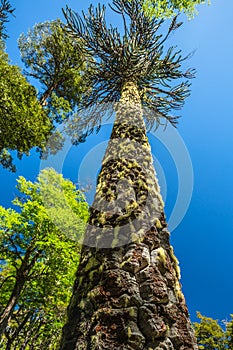 AraukÃ¡rie Araucaria araucana This particular kind of prymulas is endemic