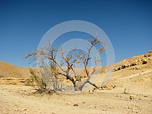 Arava desert