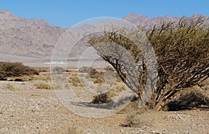 Arava desert in  South of Israel