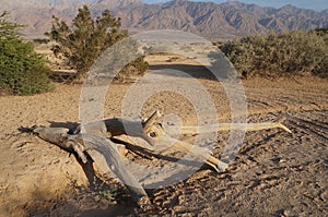 Arava desert in sunset twilight time