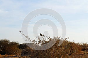 Arava desert in sunset twilight time