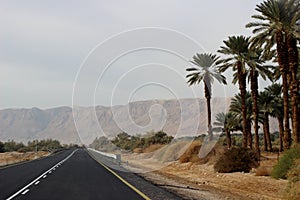 Arava road, southern Israel with palm trees next to it