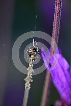 Spider weaving its web on lavender bush photo