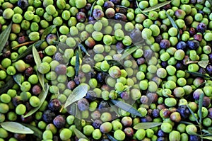 Arbequina olives photo