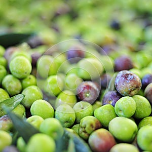 Arbequina olives