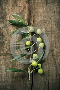 Arbequina olives from Spain photo