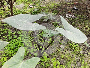 Arbi leaf  in garden photo