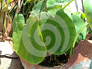 Arbi leaves or taro  orColocasia esculenta plant in pot photo