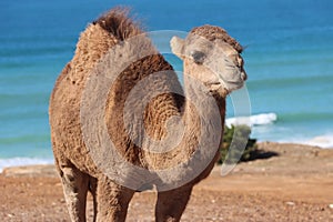 The Arbian Camel