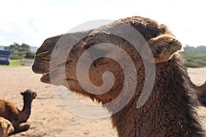 The Arbian Camel