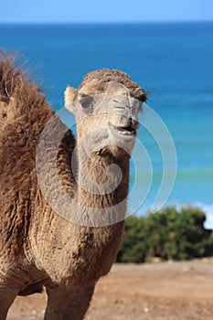The Arbian Camel