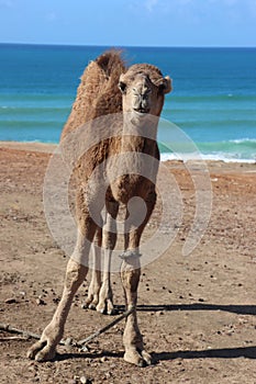 The Arbian Camel
