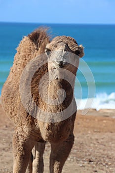The Arbian Camel