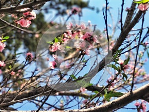 Arbol de Durazno // Peach tree